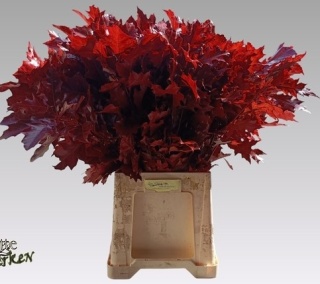 QUERCUS RED 80cm - S