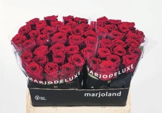 R GR RED NAOMI! 60cm - S