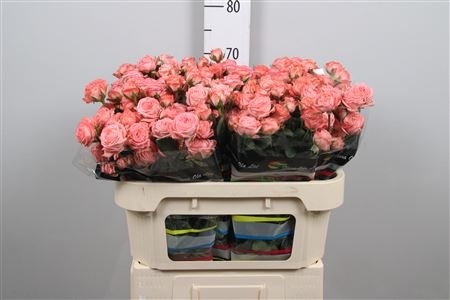 R TR AMAZING MAGIC 70cm - D