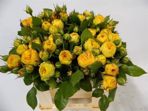 R TR LEM POMPO FREEL Extra 35cm - D