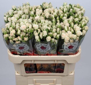 R TR ROYAL PORCELINA 70cm EXTRA - D
