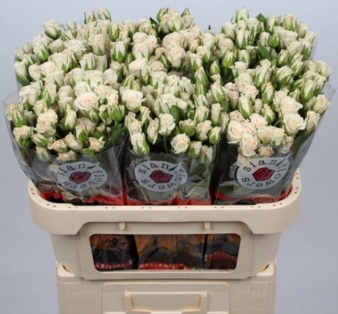 R TR ROYAL PORCELINA 70cm EXTRA - D