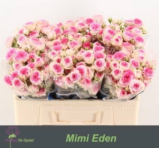 R Tr MIMI EDEN 50cm - S