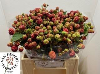 RUBUS FR CHESTER 40cm - D