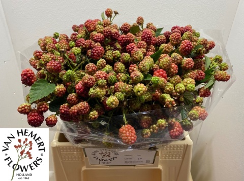 RUBUS FR CHESTER 40cm - D