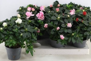 RHODO SI VOGEL GEM 30cm/d14 - S