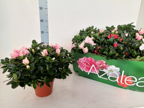RHODO SI VOGEL GEM 30cm/d14 - S
