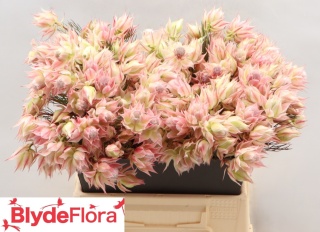 SERR AYOBA MOR STAR 50cm - D