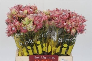 SERR SUGAR N SPICE 40cm - D