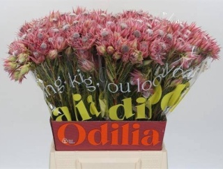 SERR SUGAR N SPICE 50cm - D