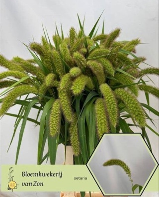 SETARIA IT VOLL MELK 75cm - D