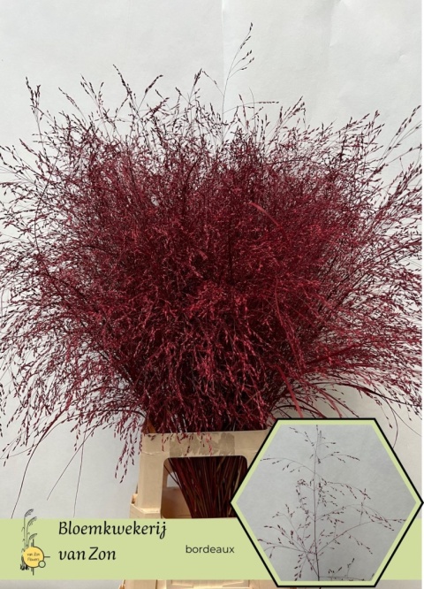 SIERGR OV Bordeaux KLB H% 95cm - D