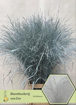 SIERGR OV Light Blue KLB H% 95cm - D