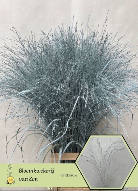 SIERGR OV Light Blue KLB H% 95cm - D