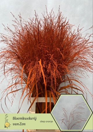 SIERGR OV Diepe Oranje KLB H% 95cm - D