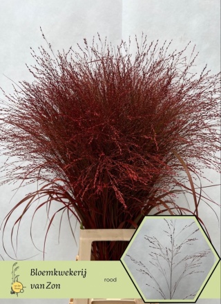 SIERGR Rood KLB H% 95cm - D