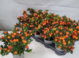 SOLAN PS BARTOLI BES 30cm/d12- S
