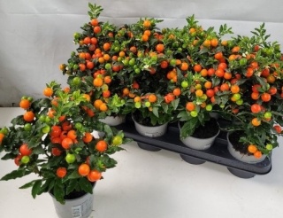 SOLAN PS BARTOLI BES 30cm/d12- S