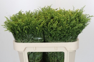 Soli Golden Glory 70cm/30G - D