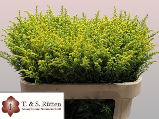 SOLIDAGO TARA 70cm - D