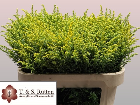 SOLIDAGO TARA 70cm - D