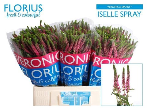 Veron Smart Iselle 40cm - D