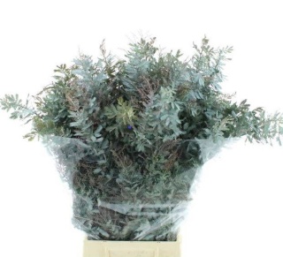 ACACIA BL B PURP BS 60cm /200g- D