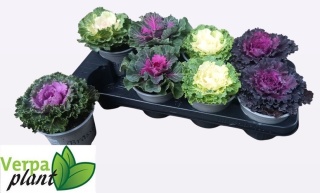 BRASSICA (SIERKOOL)20cm/ d13cm - D