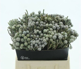 BRUN LAEVIS 40cm - D