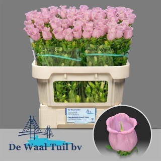 CAMP M PEARL PINK 70cm - D