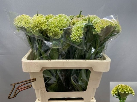 CEL C FROZEN 55cm - D