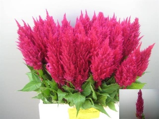 CEL P CENT PURP ROSE 65cm - D