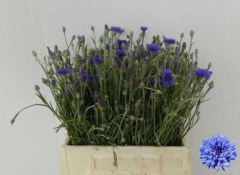 CENTAU CYANUS 45cm - D