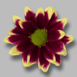 Chr T Haydar Yellow 70cm/90G - D