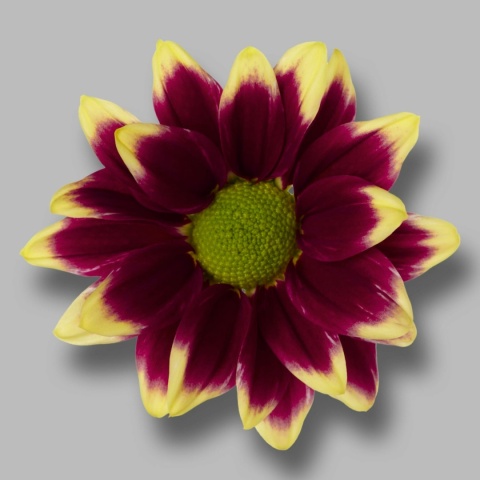 Chr T Haydar Yellow 70cm/90G - D