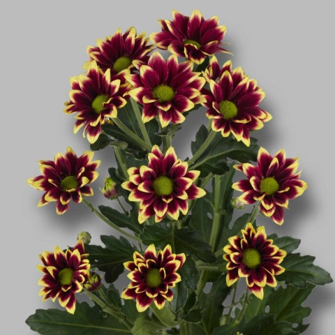 Chr T Haydar Yellow 70cm/90G - D