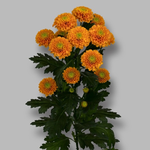 CHR T LIONKING Zentoo 70cm/100G - D