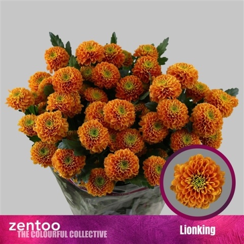 CHR T LIONKING Zentoo 70cm/100G - D