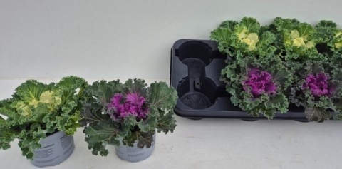 BRASSICA (SIERKOOL)20cm/ d13cm - D