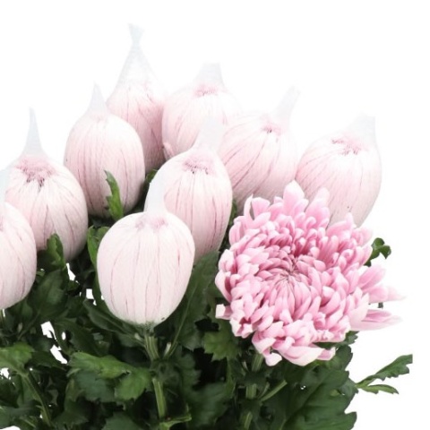 Chr G HONEYMOON 70cm/95G - PROMO