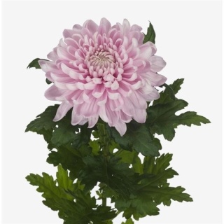 Chr G HONEYMOON 70cm/95G - PROMO