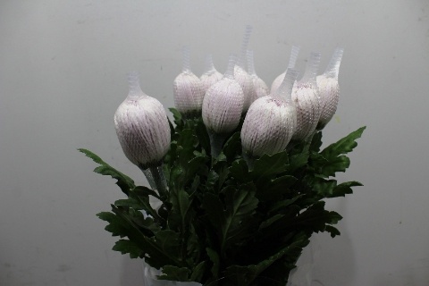 Chr G HONEYMOON 70cm/95G - PROMO
