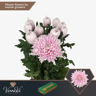 Chr G HONEYMOON 70cm/95G - PROMO