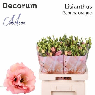 EUS G SABRINA ORANGE 70cm - S