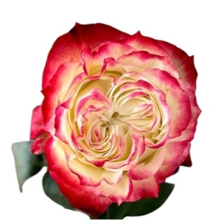 Ecuador - R Apple Jack 50cm