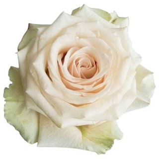 Ecuador - R Champagner 50cm