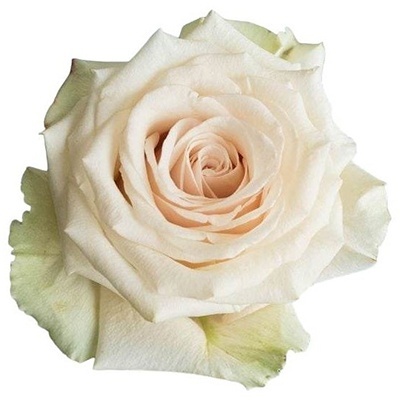 Ecuador - R Champagner 50cm