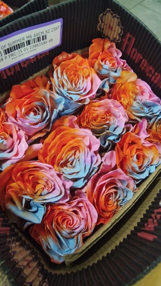 Ecuador - R GR WHISPER OF SUMMER TINTED 60cm