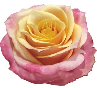 Ecuador - R Garden GRAN DONNA 50cm
