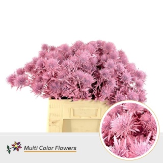 Eryngium Roze Light TIN 40cm - D